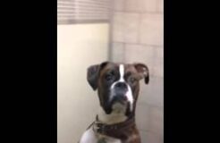 Dog Getting Picked Up From The Vet Gives Owner This Look