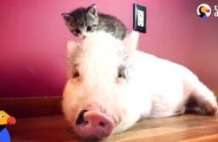 Pig Raised By Cats Thinks He’s One Of Them Now