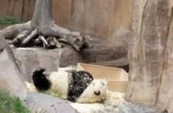 Most adorable, cute, funny panda bear video at San Diego Zoo 2016