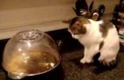 Cat Terrorized by Popcorn