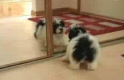 Puppy vs Mirror
