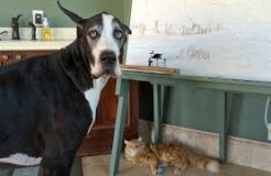 Great Dane Complains About Being Unable to Play With Cat’s Toy