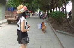 Dog Advertising A Burger Bar in China