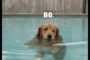 Pool Dog Says NO!