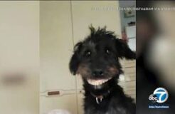 Denture-Stealing Puppy Becomes Internet Sensation