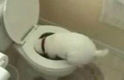 Dog attacks toilet