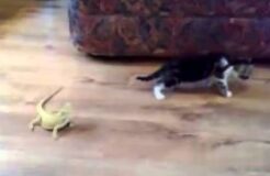 Kitten Meets Lizard