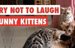 Try Not To Laugh Funny Kittens Video Compilation 2017