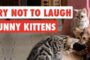Try Not To Laugh Funny Kittens Video Compilation 2017