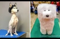 10+ Times Pet Haircuts Went So Wrong, It’s Hilarious