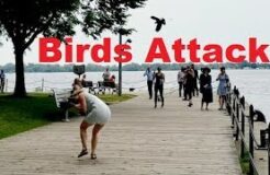 Birds Attacking People