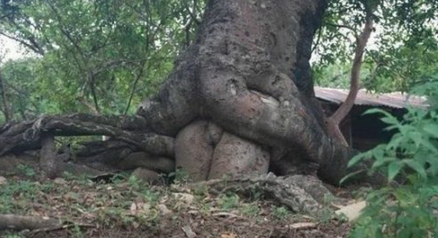 Trees Do It From Behind