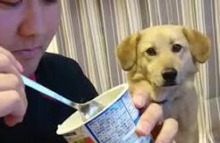 Dog Caught Eyeing Owner Eating