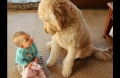 Incredible Moments Dogs Teach Babies - Dog and baby are best friend to grow up together
