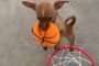 The Most Impressive Doggy Slam Dunk You