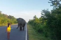 Little Girl Stands Up To Elephant And Sends Him Running Away