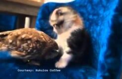 Kitten and Owl video becomes internet sensation in Japan