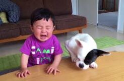 DOG eats baby’s food, DOG cries with Baby, CUTENESS overload!