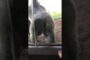 Gorilla moons kids at San Diego Zoo!! Funny Gorilla Video!