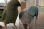 Parrots Incredibly Talk To One Another Like Humans