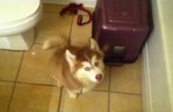 Husky puppy arguing about taking a bath